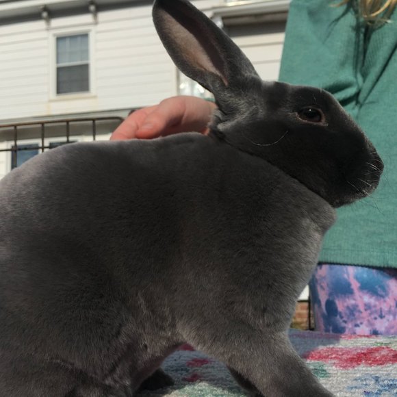 Meet your Posher, Bunny B - Picture 4 of 7